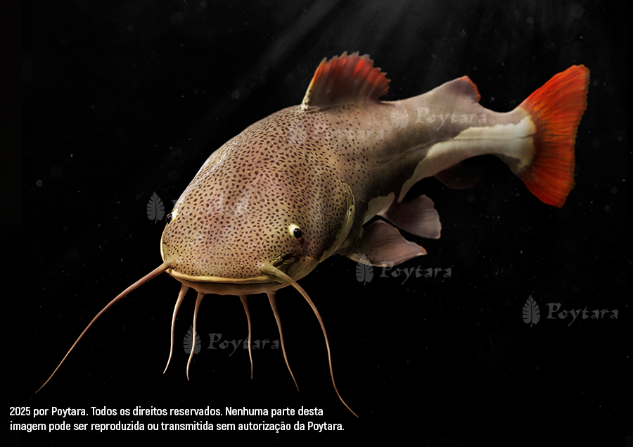 Imagem Pirarara-marca